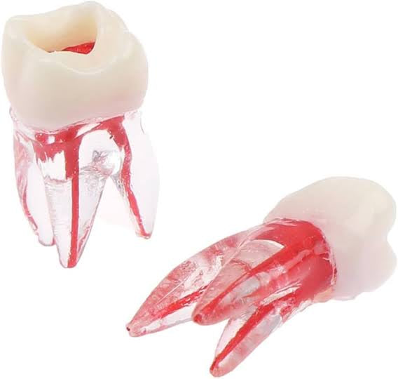 Endo Acrylic Teeth