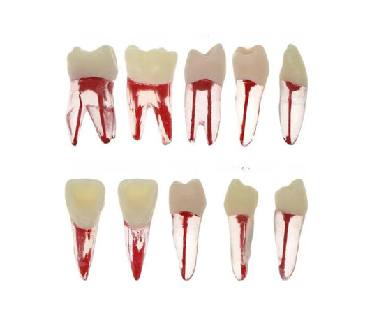 Endo Acrylic Teeth